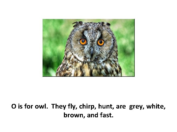 O is for owl. They fly, chirp, hunt, are grey, white, brown, and fast.