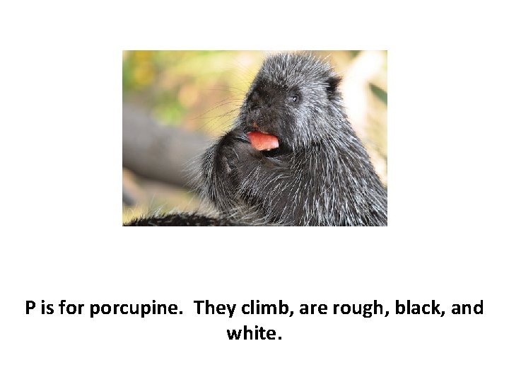 P is for porcupine. They climb, are rough, black, and white. 