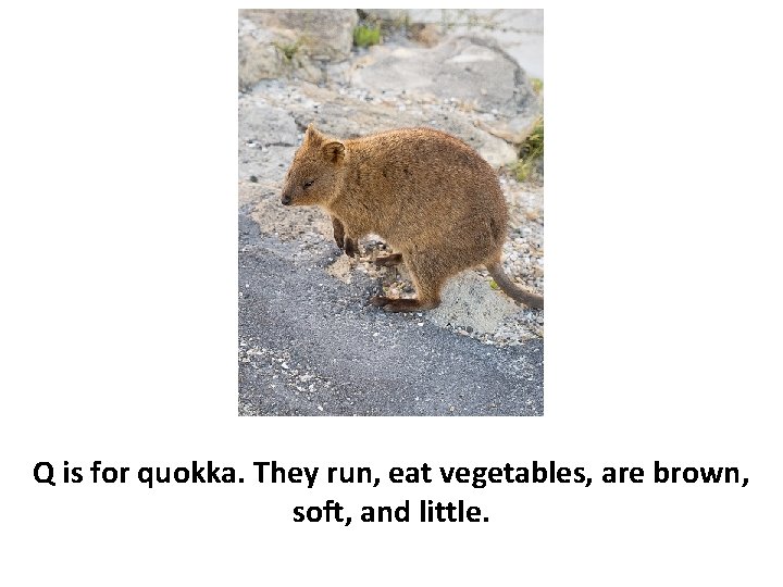 Q is for quokka. They run, eat vegetables, are brown, soft, and little. 