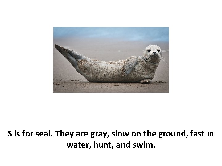 S is for seal. They are gray, slow on the ground, fast in water,