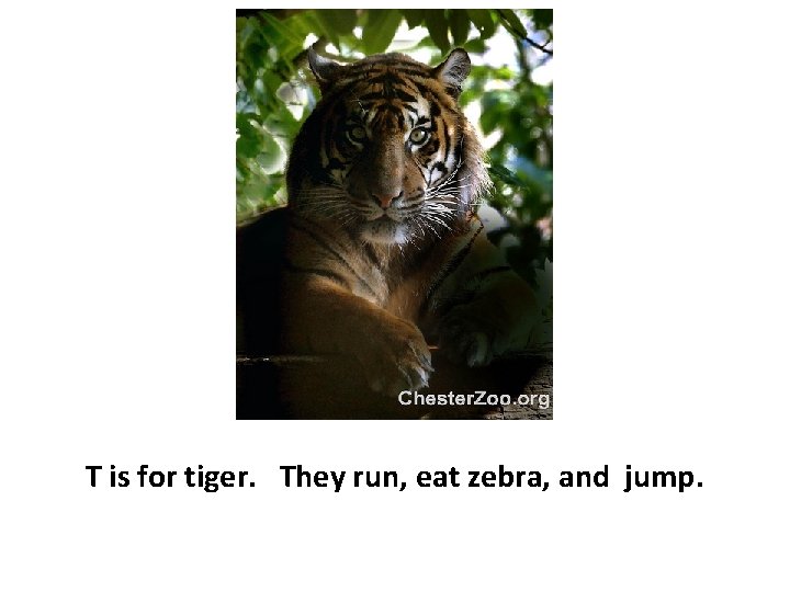 T is for tiger. They run, eat zebra, and jump. 