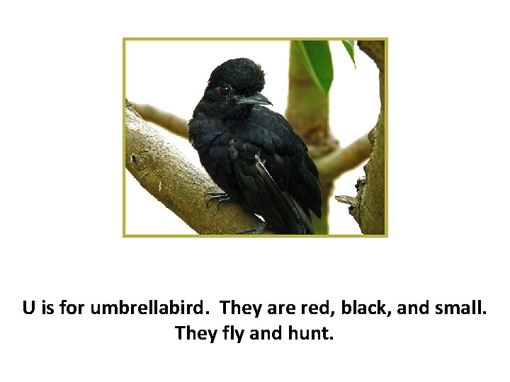 U is for umbrellabird. They are red, black, and small. They fly and hunt.