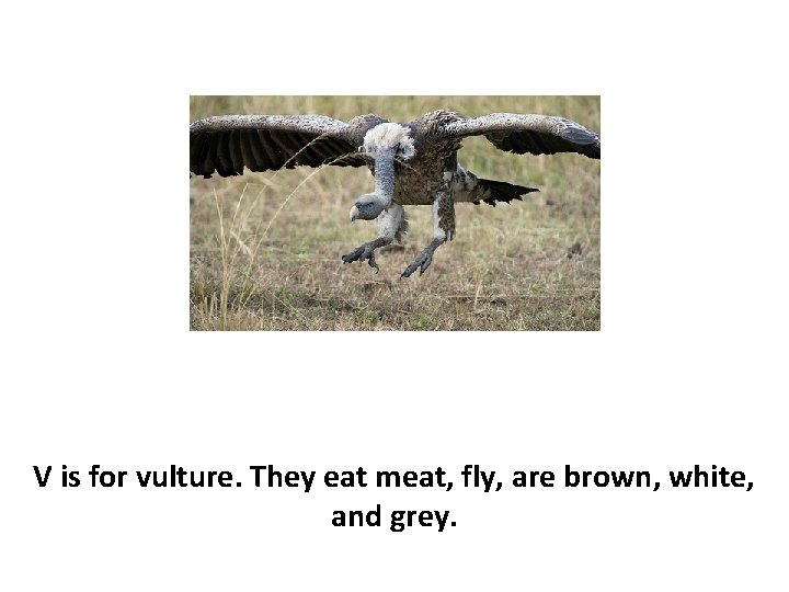 V is for vulture. They eat meat, fly, are brown, white, and grey. 