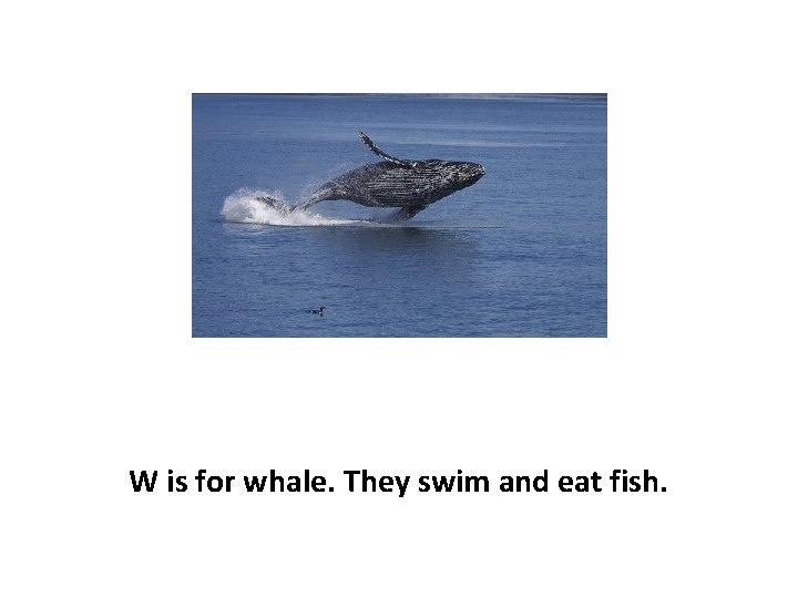 W is for whale. They swim and eat fish. 