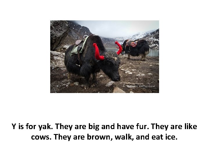 Y is for yak. They are big and have fur. They are like cows.