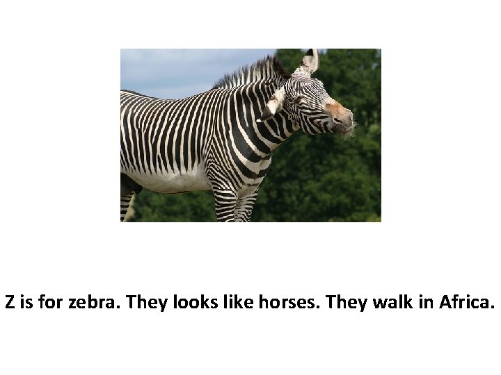 Z is for zebra. They looks like horses. They walk in Africa. 