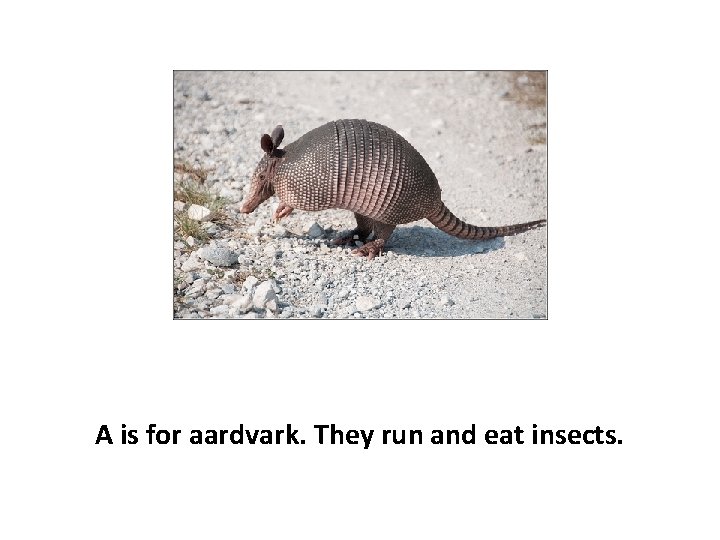 A is for aardvark. They run and eat insects. 