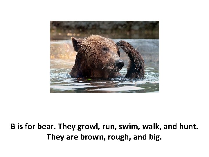 B is for bear. They growl, run, swim, walk, and hunt. They are brown,