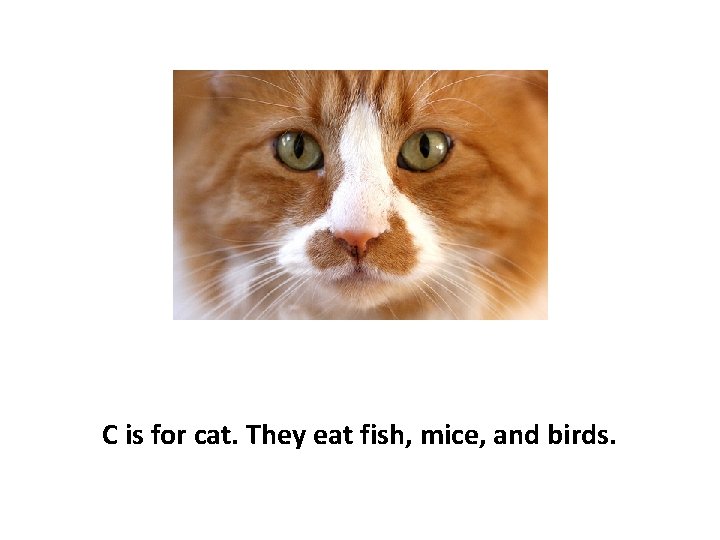 C is for cat. They eat fish, mice, and birds. 