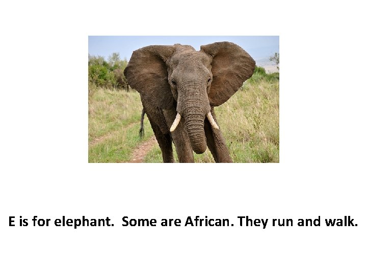 E is for elephant. Some are African. They run and walk. 