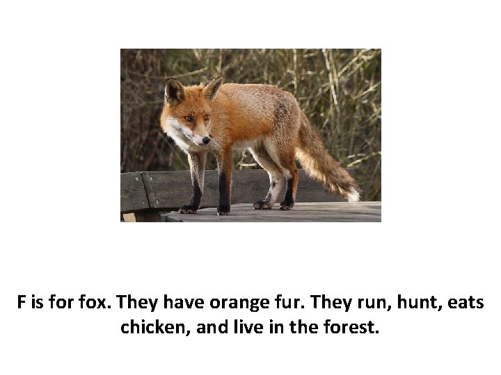 F is for fox. They have orange fur. They run, hunt, eats chicken, and