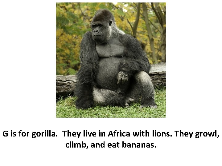 G is for gorilla. They live in Africa with lions. They growl, climb, and