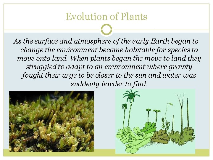 Evolution of Plants As the surface and atmosphere of the early Earth began to