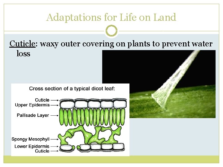 Adaptations for Life on Land Cuticle: waxy outer covering on plants to prevent water