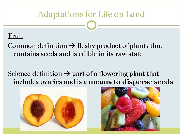 Adaptations for Life on Land Fruit Common definition fleshy product of plants that contains