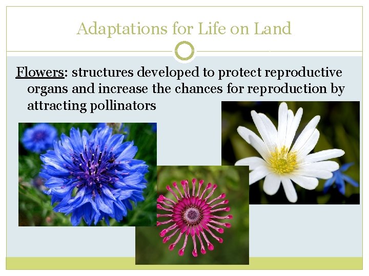 PLANTS STRUCTURE DIVERSITY AND REPRODUCTION Basic Characteristics Cell