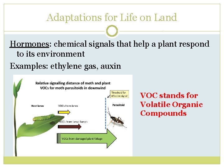 Adaptations for Life on Land Hormones: chemical signals that help a plant respond to