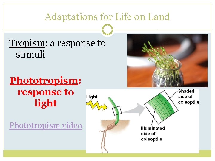 Adaptations for Life on Land Tropism: a response to stimuli Phototropism: response to light