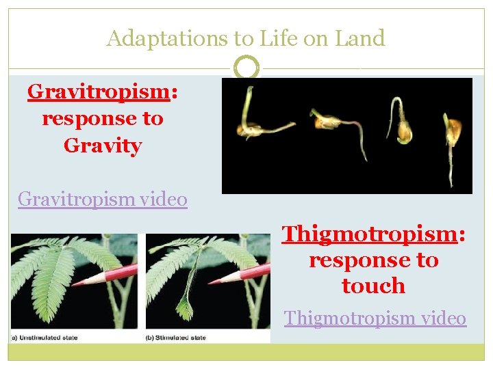 Adaptations to Life on Land Gravitropism: response to Gravity Gravitropism video Thigmotropism: response to