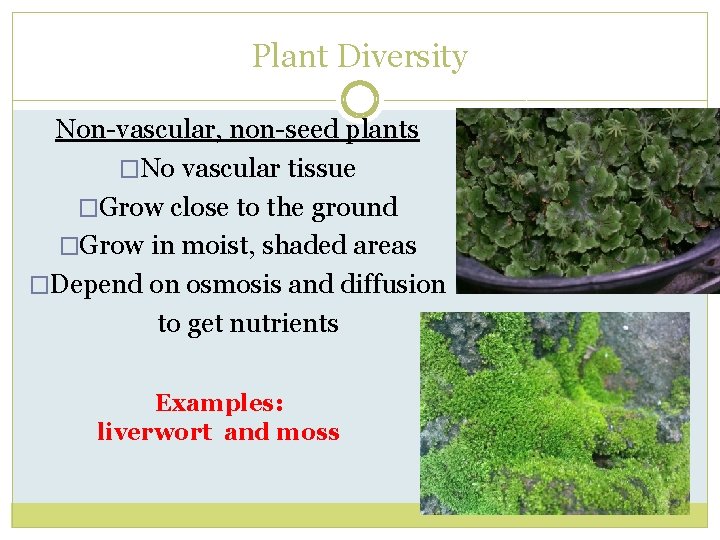 Plant Diversity Non-vascular, non-seed plants �No vascular tissue �Grow close to the ground �Grow