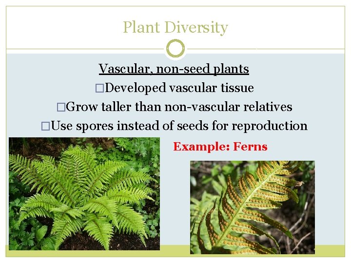 Plant Diversity Vascular, non-seed plants �Developed vascular tissue �Grow taller than non-vascular relatives �Use