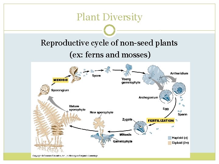 Plant Diversity Reproductive cycle of non-seed plants (ex: ferns and mosses) 