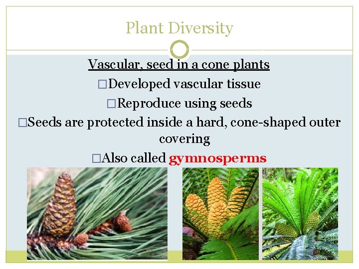 Plant Diversity Vascular, seed in a cone plants �Developed vascular tissue �Reproduce using seeds