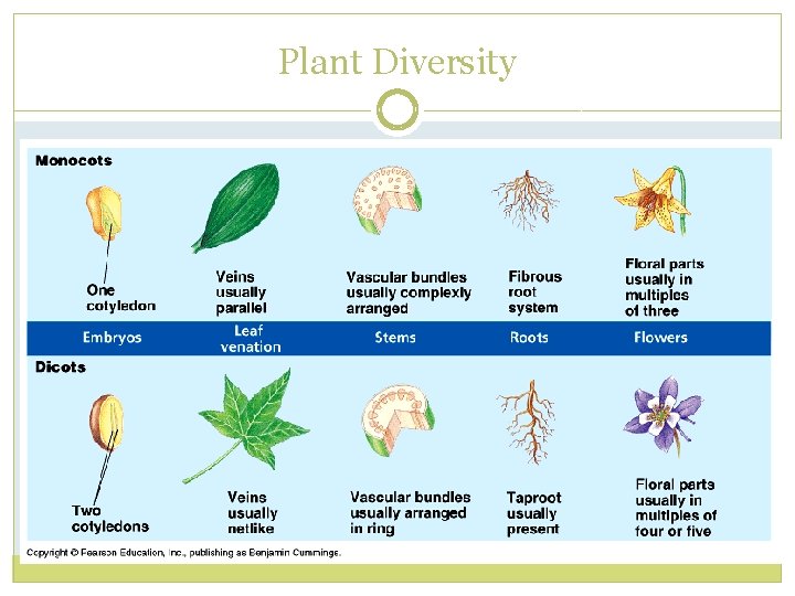 Plant Diversity 