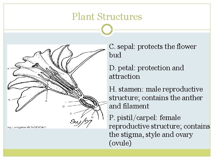 Plant Structures C. sepal: protects the flower bud D. petal: protection and attraction H.