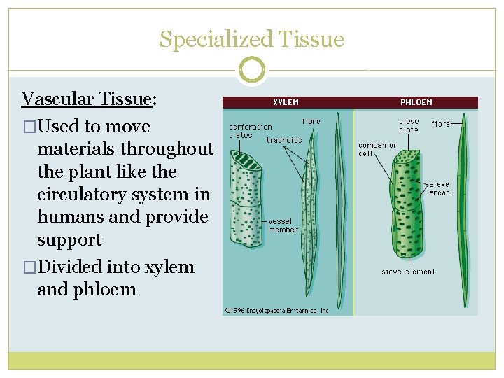 Specialized Tissue Vascular Tissue: �Used to move materials throughout the plant like the circulatory
