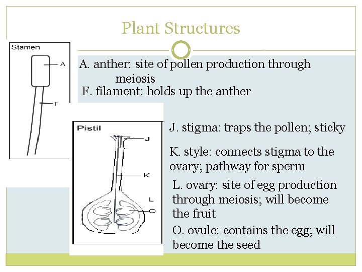 Plant Structures A. anther: site of pollen production through meiosis F. filament: holds up