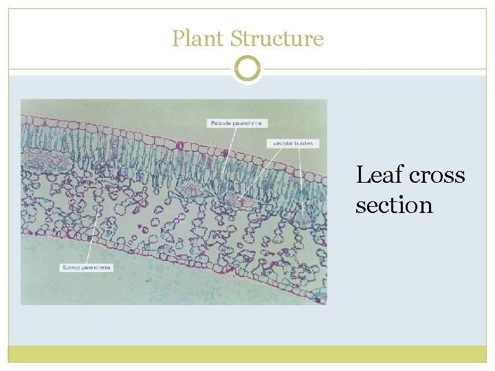 Plant Structure Leaf cross section 