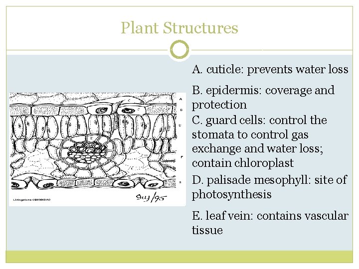 Plant Structures A. cuticle: prevents water loss B. epidermis: coverage and protection C. guard