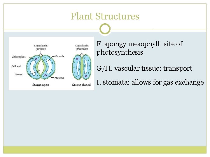 Plant Structures F. spongy mesophyll: site of photosynthesis G/H. vascular tissue: transport I. stomata: