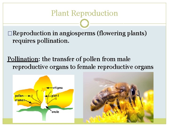 Plant Reproduction �Reproduction in angiosperms (flowering plants) requires pollination. Pollination: the transfer of pollen