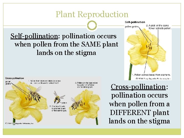 Plant Reproduction Self-pollination: pollination occurs when pollen from the SAME plant lands on the