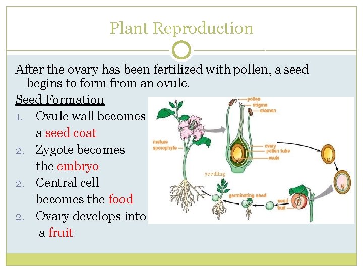Plant Reproduction After the ovary has been fertilized with pollen, a seed begins to