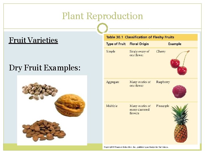 Plant Reproduction Fruit Varieties Dry Fruit Examples: 