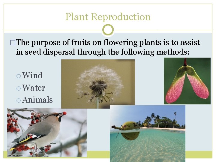 Plant Reproduction �The purpose of fruits on flowering plants is to assist in seed