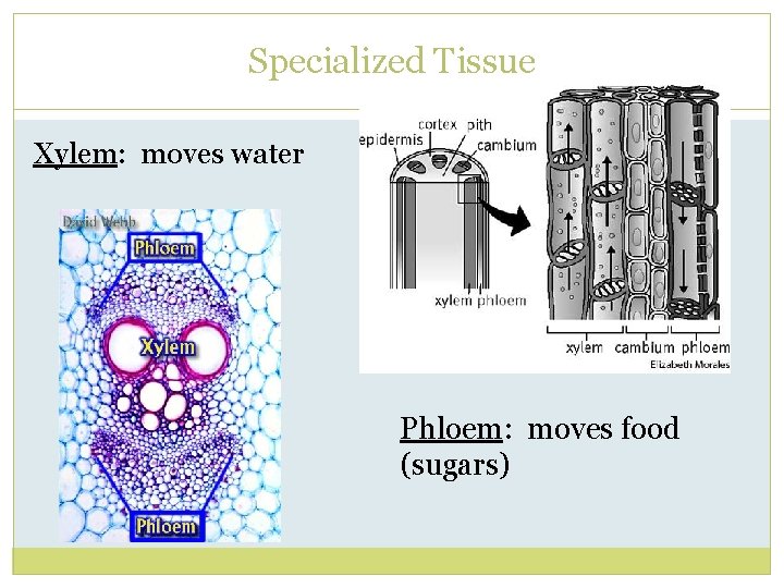 Specialized Tissue Xylem: moves water Phloem: moves food (sugars) 