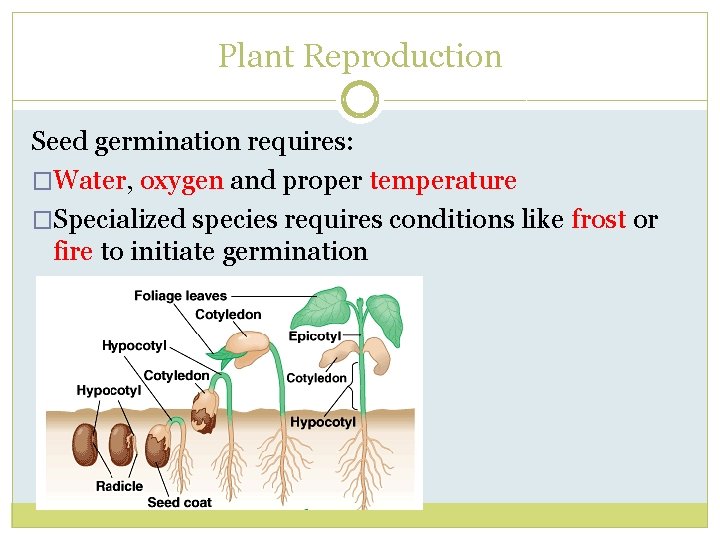 Plant Reproduction Seed germination requires: �Water, oxygen and proper temperature �Specialized species requires conditions