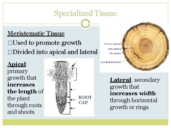 Specialized Tissue Meristematic Tissue �Used to promote growth �Divided into apical and lateral Apical:
