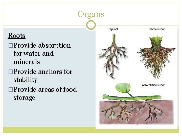 Organs Roots �Provide absorption for water and minerals �Provide anchors for stability �Provide areas