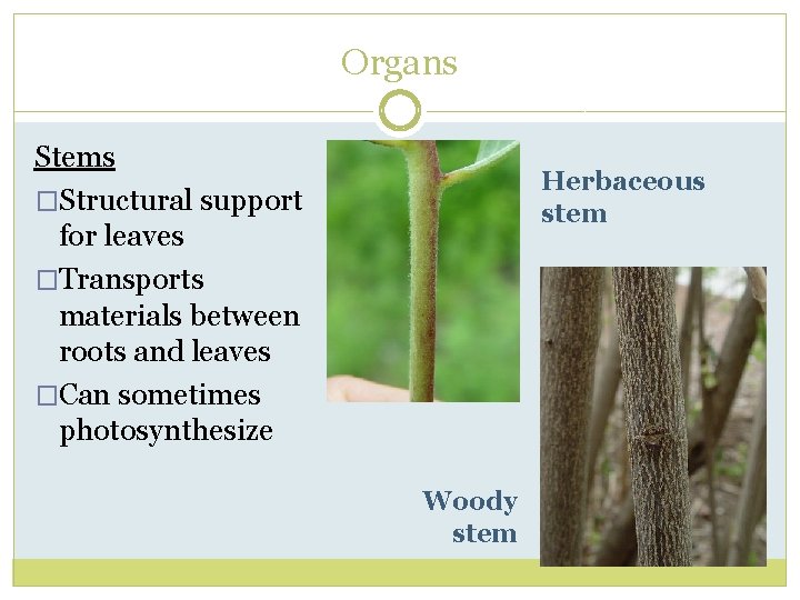 Organs Stems �Structural support for leaves �Transports materials between roots and leaves �Can sometimes