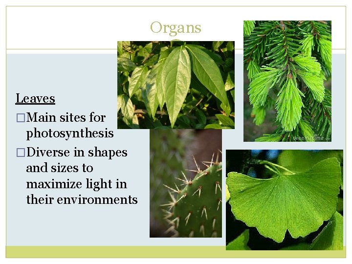 Organs Leaves �Main sites for photosynthesis �Diverse in shapes and sizes to maximize light