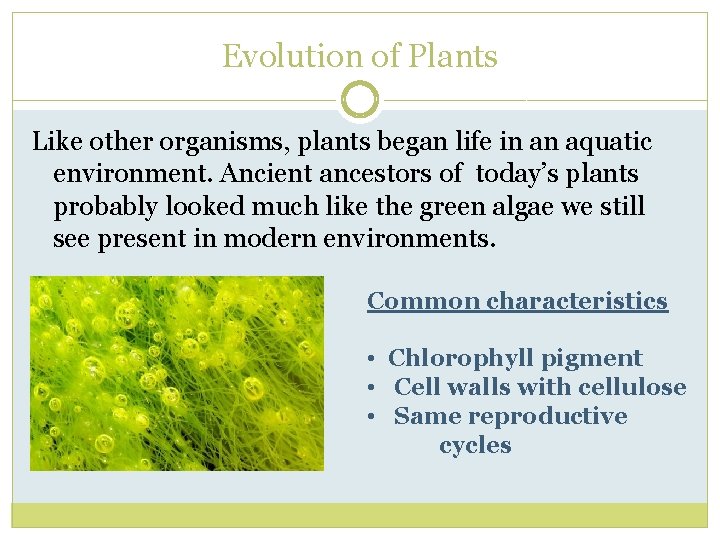 Evolution of Plants Like other organisms, plants began life in an aquatic environment. Ancient