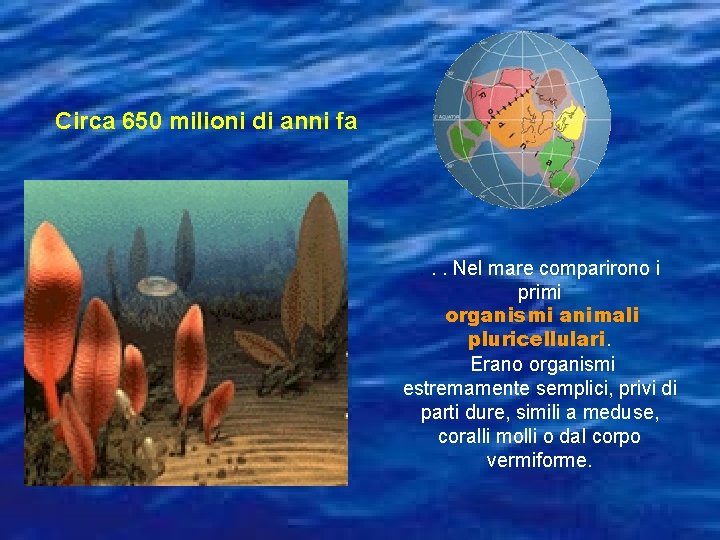 Circa 650 milioni di anni fa . . . Nel mare comparirono i primi