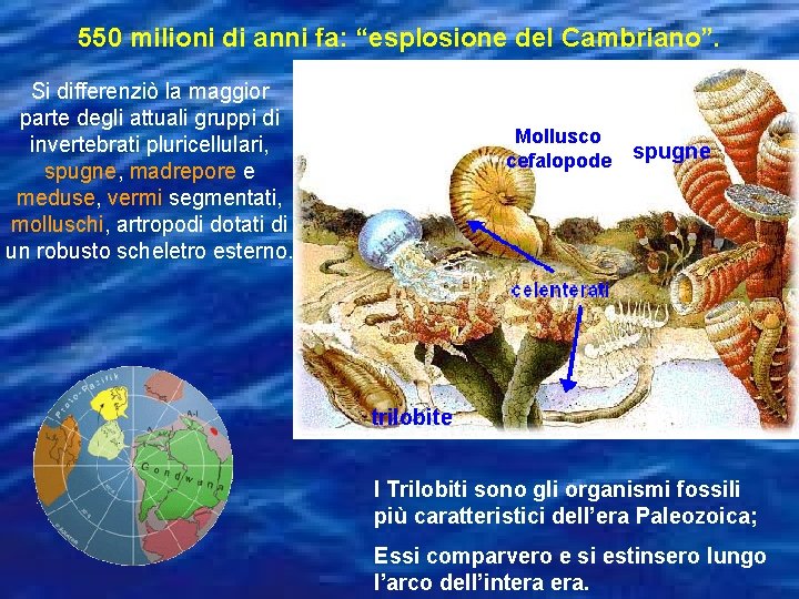 550 milioni di anni fa: “esplosione del Cambriano”. Si differenziò la maggior parte degli