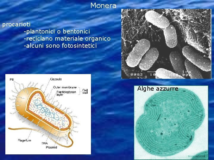 Monera procarioti -plantonici o bentonici -reciclano materiale organico -alcuni sono fotosintetici Alghe azzurre 