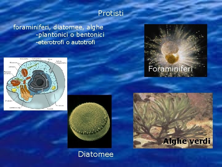 Protisti foraminiferi, diatomee, alghe -plantonici o bentonici -eterotrofi o autotrofi Foraminiferi Alghe verdi Diatomee